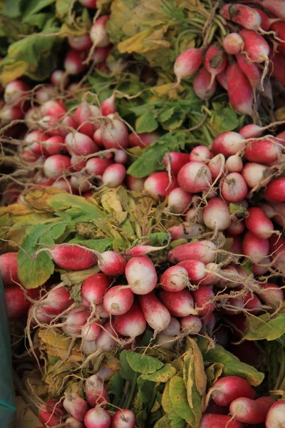 Radish — Stock Photo, Image