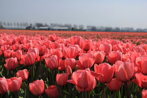 Blomma industrin fält — Stockfoto