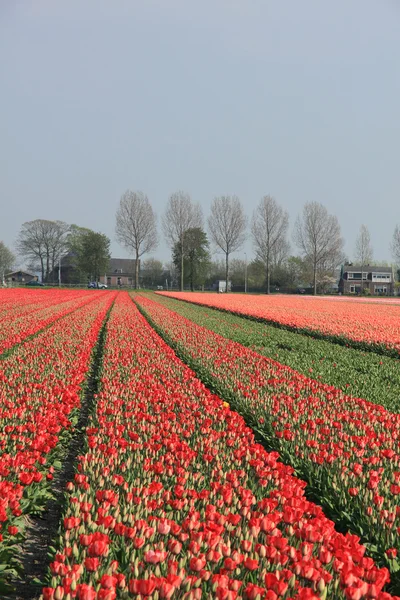 Campos da indústria de flores — Fotografia de Stock