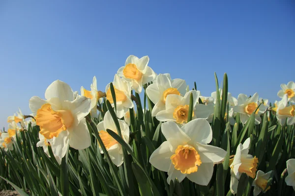 Narcisos blancos y amarillos — Foto de Stock