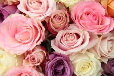 pastel tonları Gelin çiçeği.