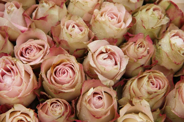 Бледно-розовые розы — стоковое фото