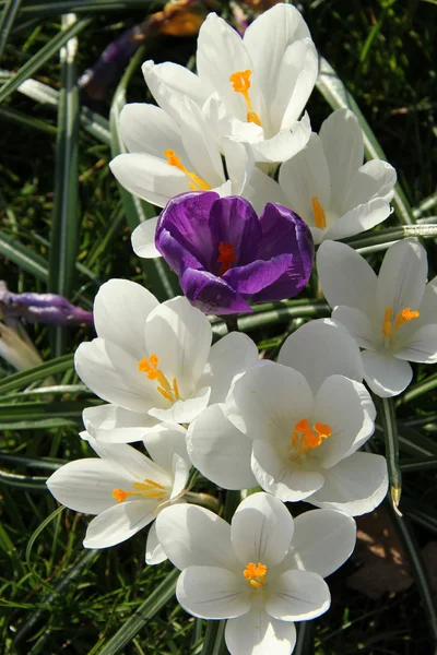 Crocusus blanco a la luz del sol de primavera — Foto de Stock