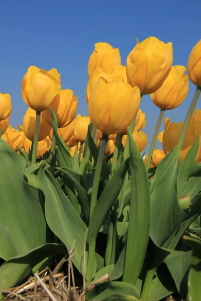 Yellow tulips in a field — Stock Photo, Image