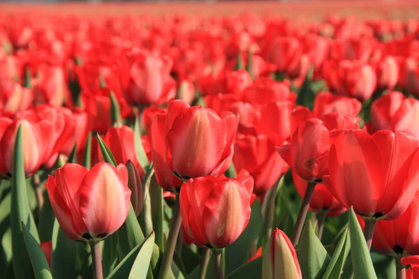 Des tulipes rouges dans un champ — Photo