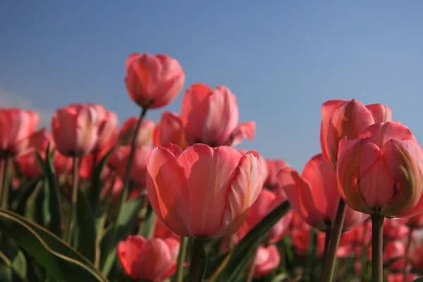 Růžové tulipány a modrá obloha — Stock fotografie