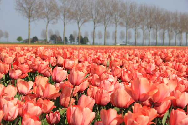 Pink tulips — Stock Photo, Image