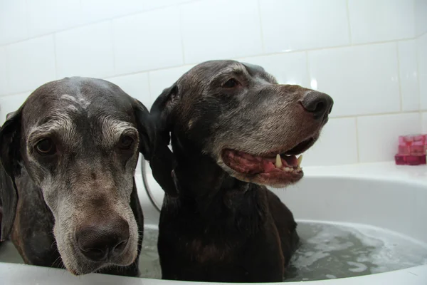 浴槽の中で犬 — ストック写真