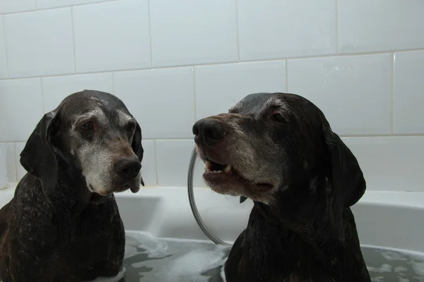 Hunde in der Badewanne — Stockfoto