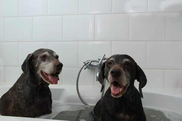 Cani da lavaggio — Foto Stock