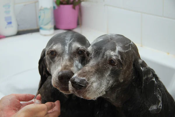 Cani da lavaggio — Foto Stock
