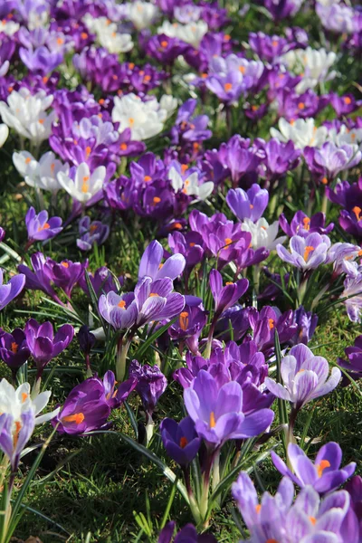 Crocus violets et blancs dans un champ — Photo