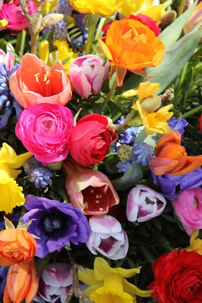 Colorful spring flowers — Stock Photo, Image