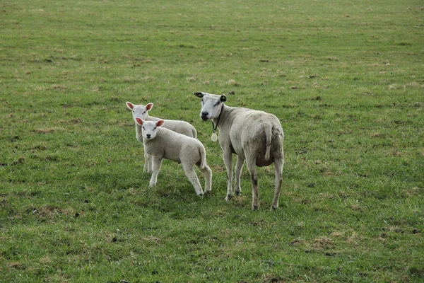 Madre oveja y bebés — Foto de Stock
