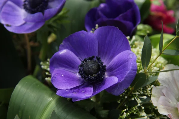 Anemonen in Brautarrangement — Stockfoto