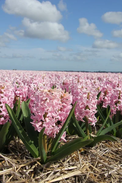 Ροζ hyacints — Φωτογραφία Αρχείου