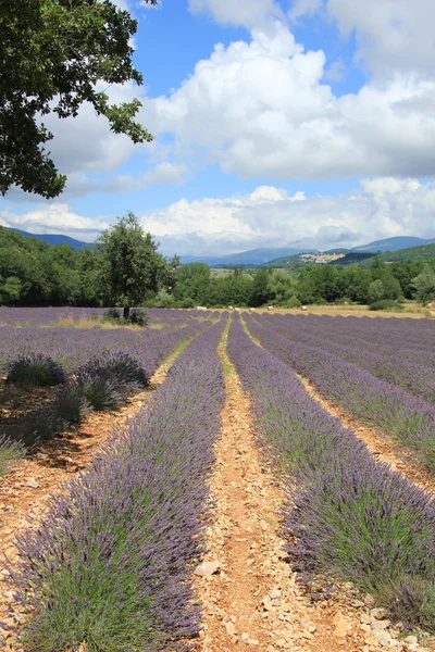 Campos de lavanda cerca de Sault, Francia — Foto de Stock