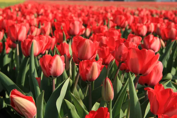 Rode tulpen in een veld — Stockfoto