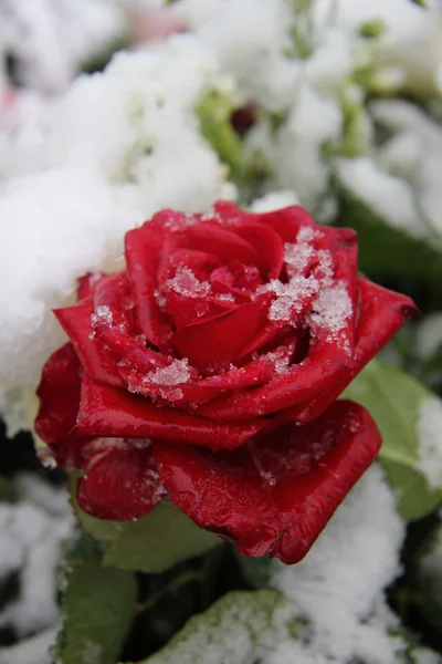 Rode roos in de sneeuw — Stockfoto