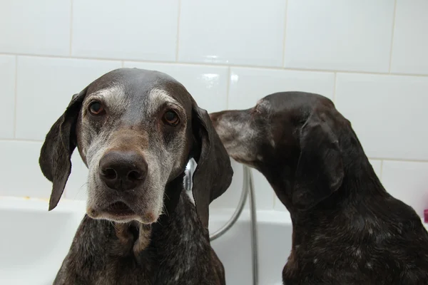 Lavagem de cães — Fotografia de Stock