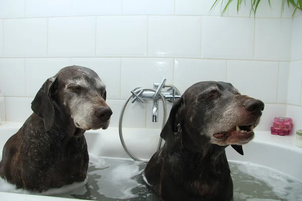 Chiens dans la baignoire — Photo