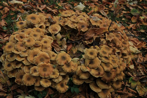 Кольцевые грибы — стоковое фото