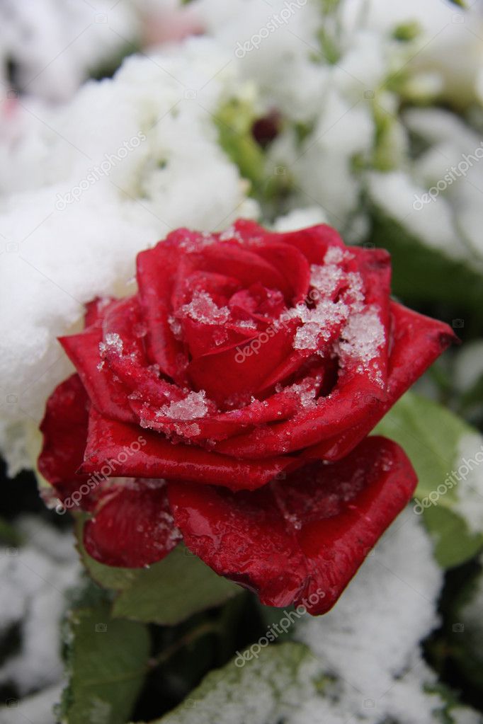 Red rose in the snow Stock Photo by ©portosabbia 34316723