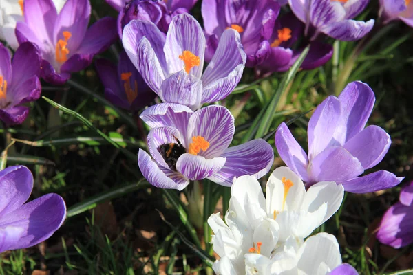 La abeja en el azafrán — Foto de Stock