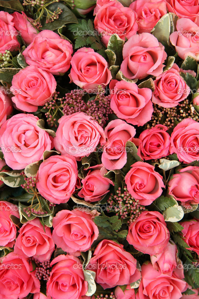 Group of Pink roses — Stock Photo © portosabbia 34320585