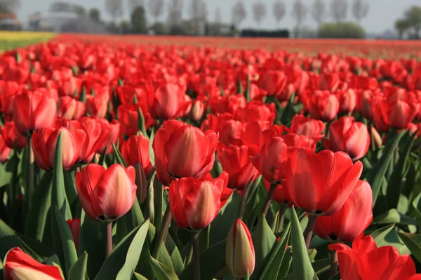 Red tulips in a field — Stock Photo, Image