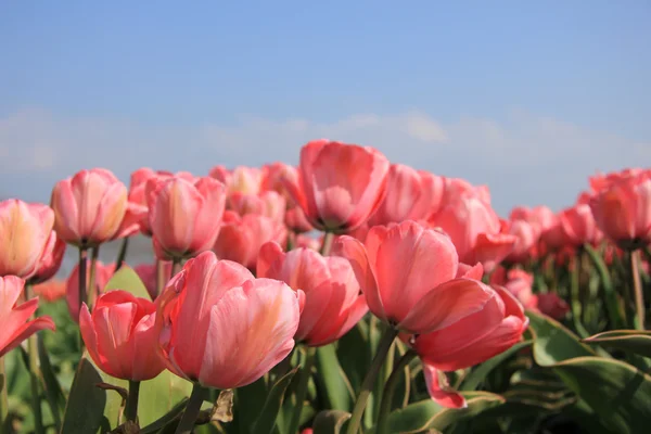 Pink tulips and a blue sky — Stock Photo, Image