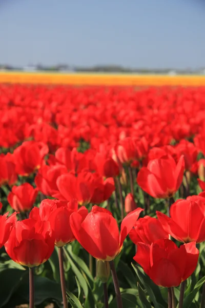 Červené tulipány v poli — Stock fotografie