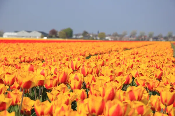 Campos da indústria de flores — Fotografia de Stock