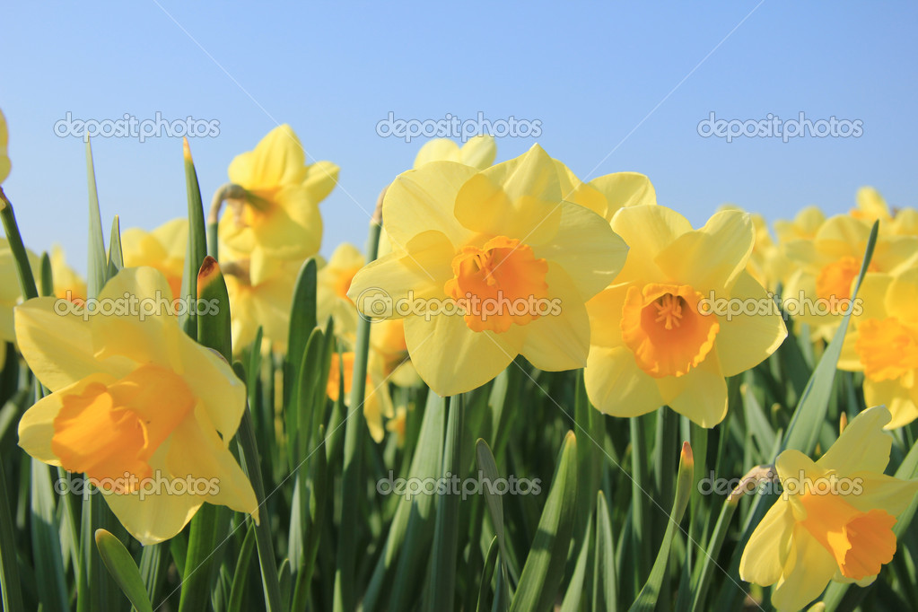 Yellow daffodils in a field — Stock Photo © portosabbia 35369279