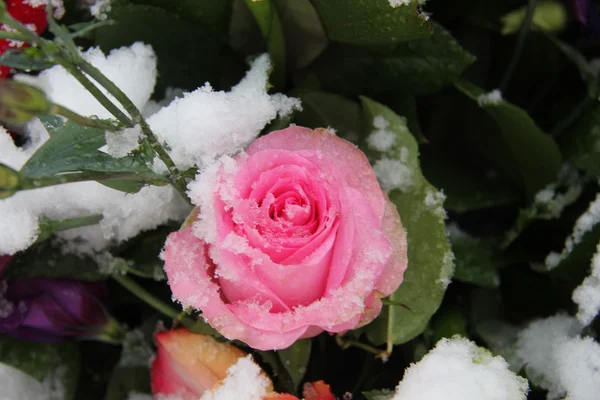 Schneebedeckte rosa Rose — Stockfoto