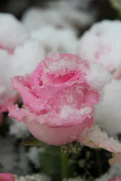 Sneeuw bedekte roze roos — Stockfoto