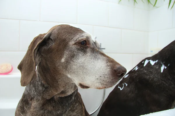 Wassen van honden — Stockfoto