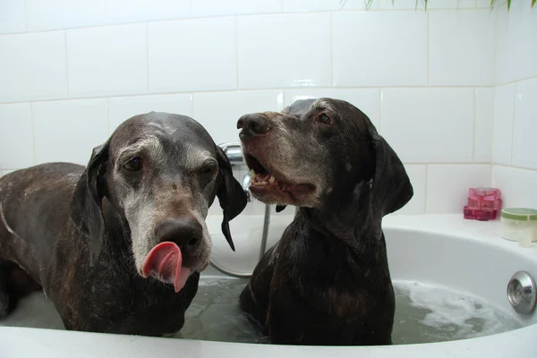 Köpek yıkama — Stok fotoğraf