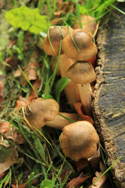 Pilze neben einem Baum — Stockfoto