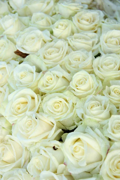 Groep van witte rozen, bruiloft decoraties — Stockfoto