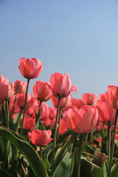 Розовые тюльпаны и голубое небо — стоковое фото