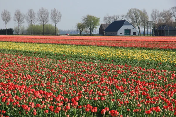 Flower industry fields — Stock Photo, Image