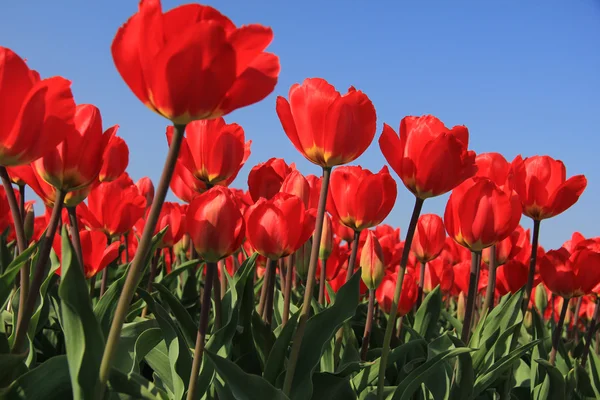 Red tulips in a field — Stock Photo, Image