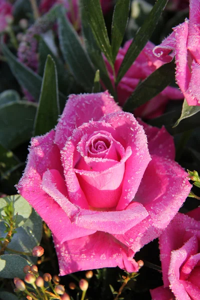 냉동된 핑크 로즈 — 스톡 사진
