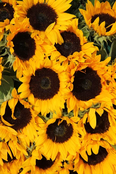 Grote groep van zonnebloemen — Stockfoto