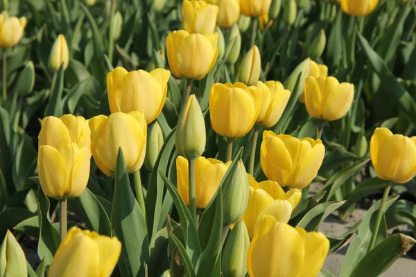 Tulipanes amarillos en un campo —  Fotos de Stock