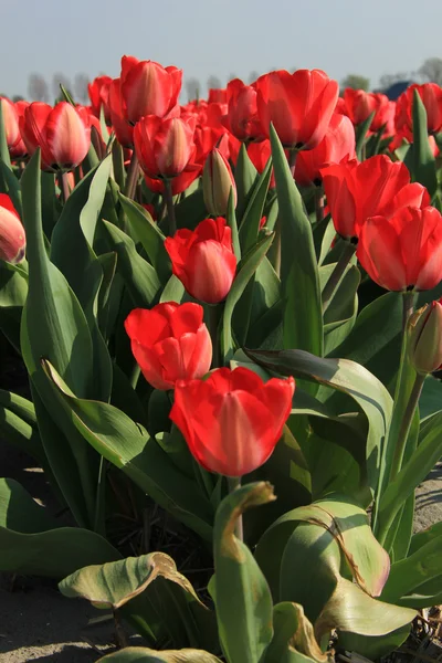 Красные тюльпаны в поле — стоковое фото