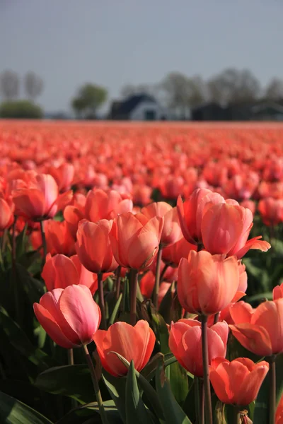 Rózsaszín tulipán — Stock Fotó