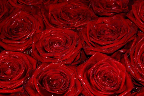 Wet red bridal roses — Stock Photo, Image