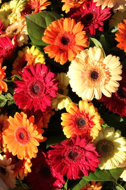 kırmızı, turuncu ve sarı gerbera